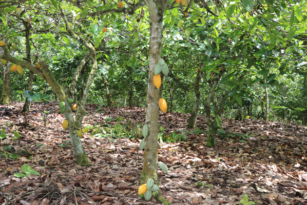 img-page-biodiversite-cacao